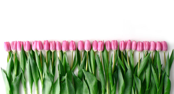 春天的郁金香旗帜。粉红色的郁金香在白色的背景上放置一行文字。母亲节和妇女节贺卡的概念。图片下载