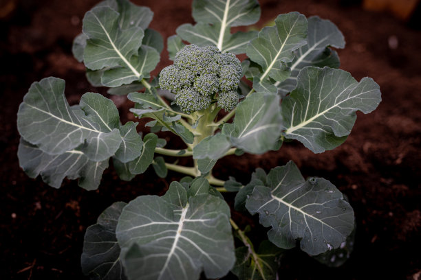 新鲜西兰花图片下载