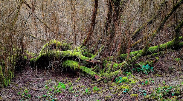 冬天的森林景象与苔藓树干在地面上的诺曼底。图片下载