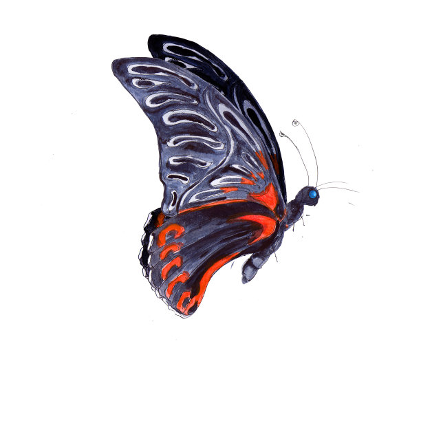 丛林夏威夷热带水彩画手绘彩色蝴蝶图标孤立在白色背景图片下载