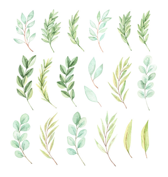 手绘水彩插图。植物春季元素(桉树、冷杉树枝、树叶)。绿色植物。春季花卉设计元素。完美的婚礼邀请函，卡片，印刷品，海报图片下载