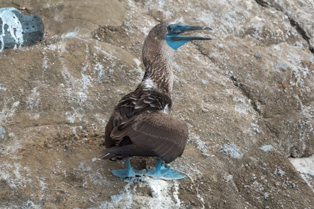 厄瓜多尔加拉帕戈斯群岛佛罗里亚纳岛的蓝脚鲣鸟图片下载