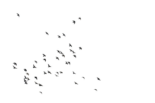 成群的飞鸽孤立在白色的背景上。剪切路径。图片下载