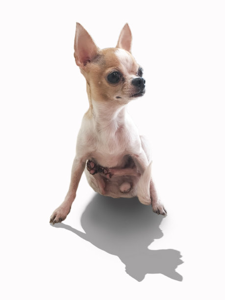 特写肖像的T杯吉娃娃狗在白色的背景，图片下载