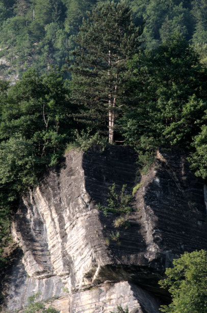 瑞士阿尔卑斯山露头岩石上的松树图片下载