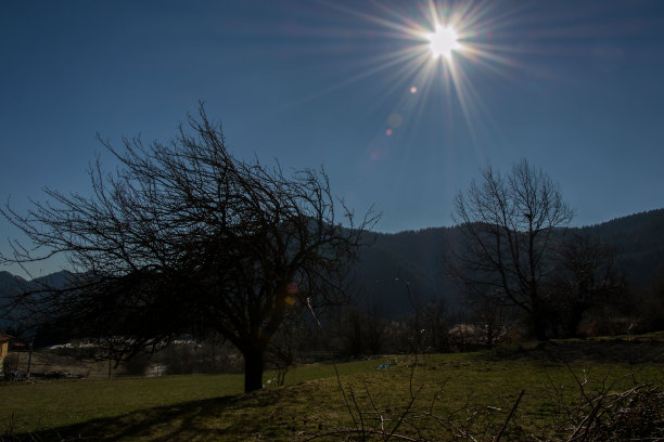 美丽的一棵树在田野，户外，自然的概念，阳光明媚的冬日图片下载