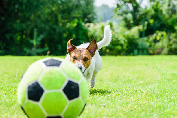 狗在后院的草坪上追足球图片下载