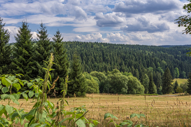 森林景观与密集的松树种植园图片下载