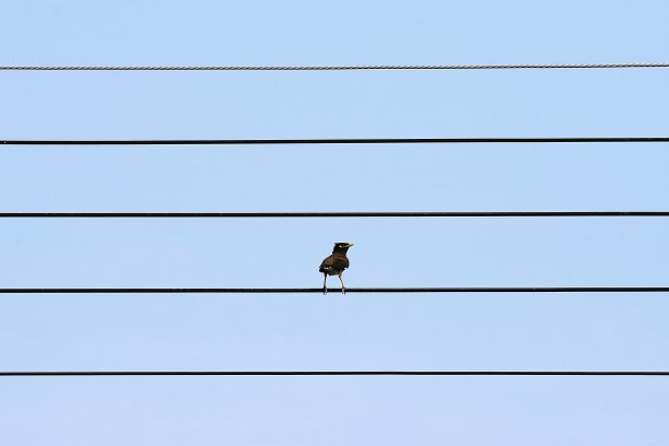 鸟在电线。图片下载
