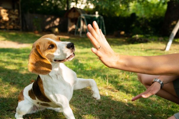 让她的小猎犬击掌的女人图片下载