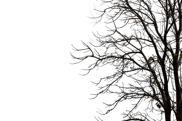 枯枝，在白色的背景上剪影枯树或干树，以修剪路径。图片下载
