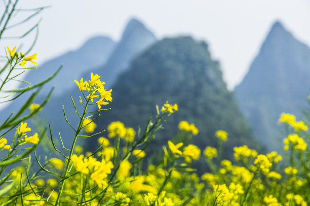 油菜花以山为背景图片下载