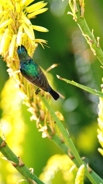 翠鸟与芦荟植物图片下载
