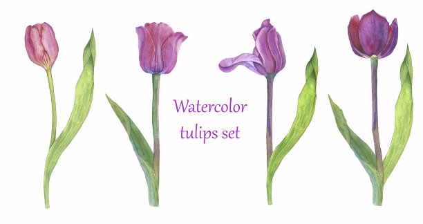 一组水彩郁金香。图片下载