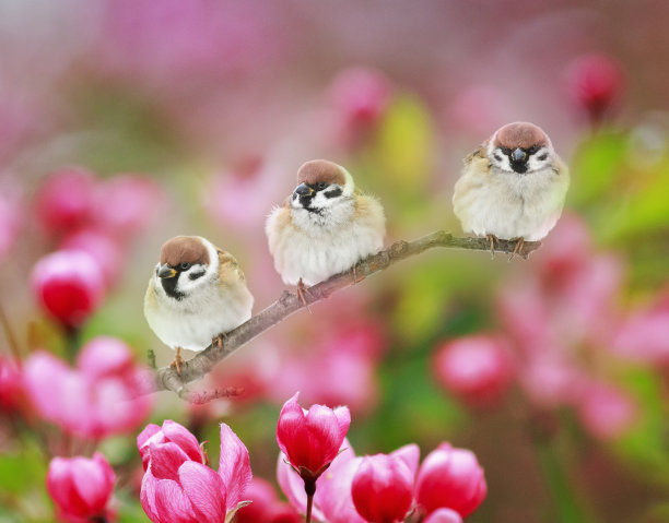 在一个阳光明媚的春天，三只有趣的胖乎乎的小鸟麻雀坐在一棵开着粉红色花朵的苹果树的树枝上图片下载