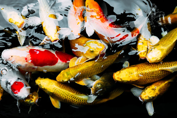 池塘里的御鲤鱼。池塘里有锦鲤。观赏鱼。锦鲤在水中。日本锦鲤鲤鱼。神圣的鱼图片下载