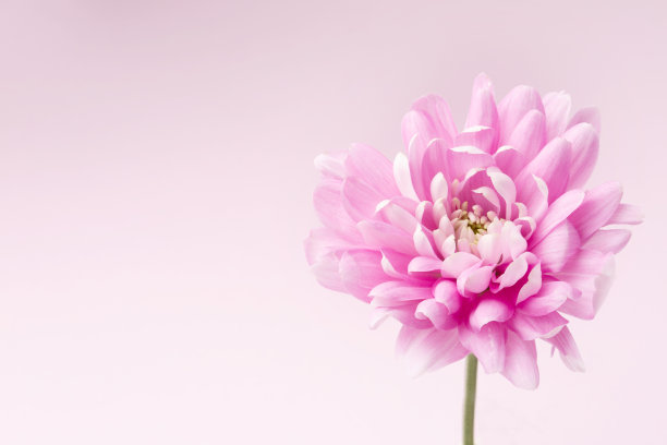 粉红色背景上的花。情人节、母亲节或生日的浪漫卡片。空间的文本。图片下载