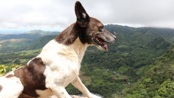 小狗在大山顶上图片下载