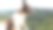 小狗在大山顶上图片下载