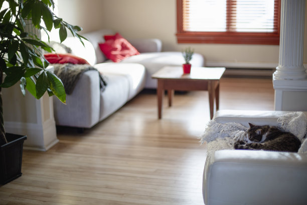 虎斑猫在沙发上休息图片下载