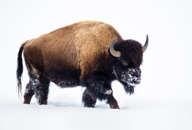 雪中的野牛图片下载