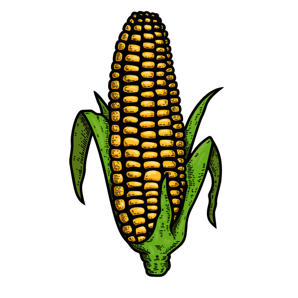 雕刻风格的玉米穗插图。标签、标志、会徽、海报的设计元素。矢量图图片下载