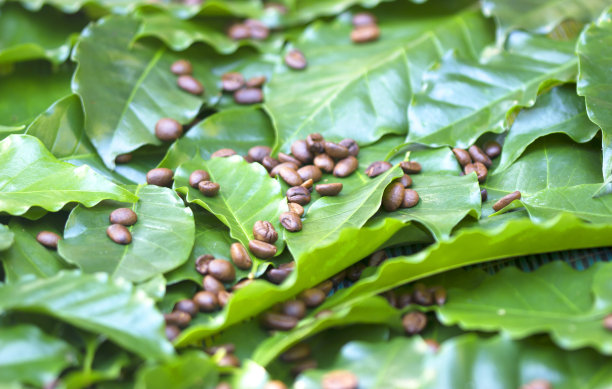 在新鲜的绿色咖啡叶背景下烘焙咖啡豆图片下载