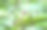 在新鲜的绿色咖啡叶背景下烘焙咖啡豆图片下载
