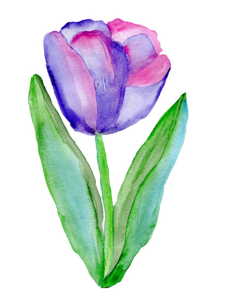 水彩紫色郁金香花孤立在白色的背景。图片下载