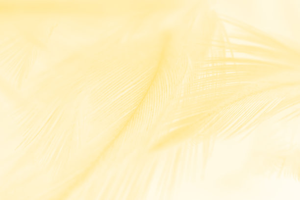 美丽的白黄色羽毛纹理图案背景图片下载