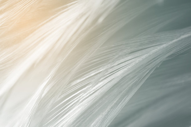 美丽的黑色羽毛图案纹理背景与橙色光耀斑图片下载