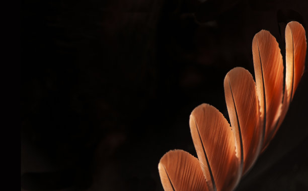 美丽的橙色羽毛图案纹理背景图片下载