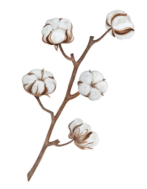 棉花分支。水彩手绘插图。图片下载