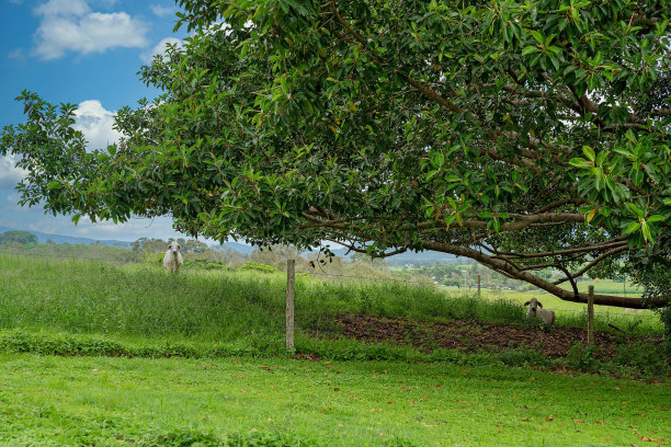 传播无花果树图片下载