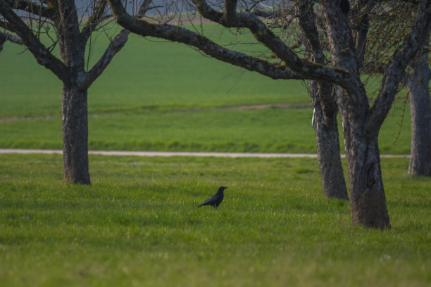 草地上的乌鸦图片下载