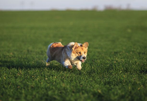小狗红威尔士柯基快乐地跑过绿色的草地在阳光明媚的春天的田野在村庄图片下载