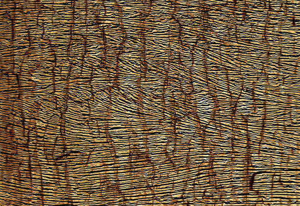 摘要虎皮纹理插画设计背景图片下载