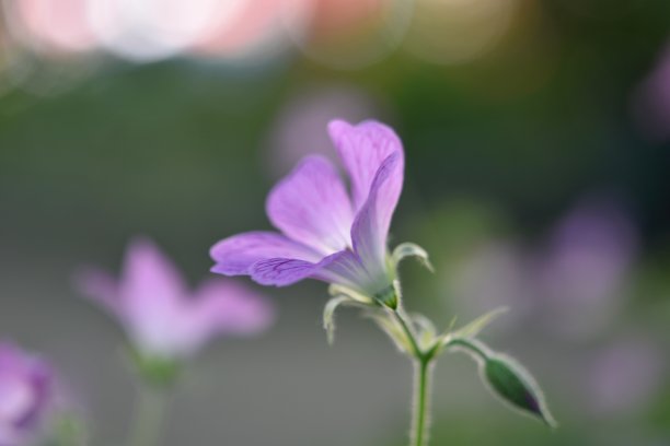 粉红色开花植物特写镜头图片下载