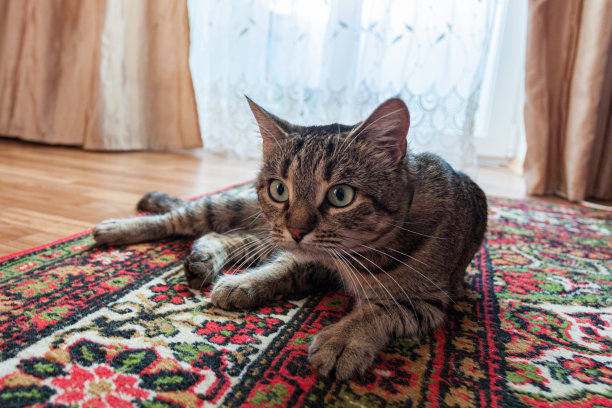 一只灰色的普通家虎斑猫正在室内的地毯地板上休息。图片下载