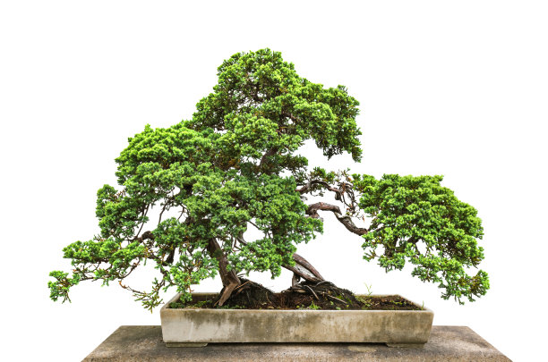盆景树在白色的背景图片下载