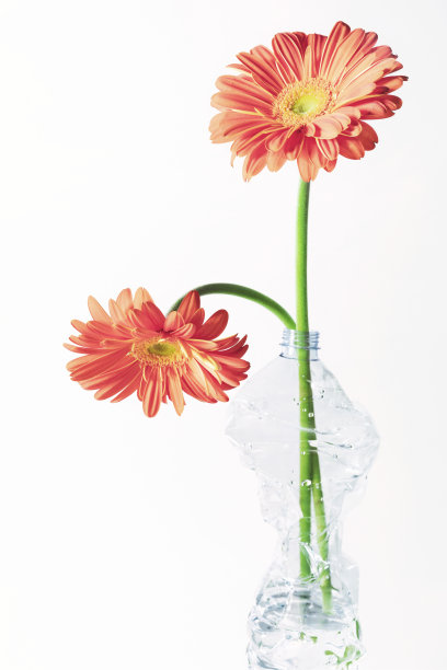 塑料瓶中的非洲菊花，白色背景图片下载