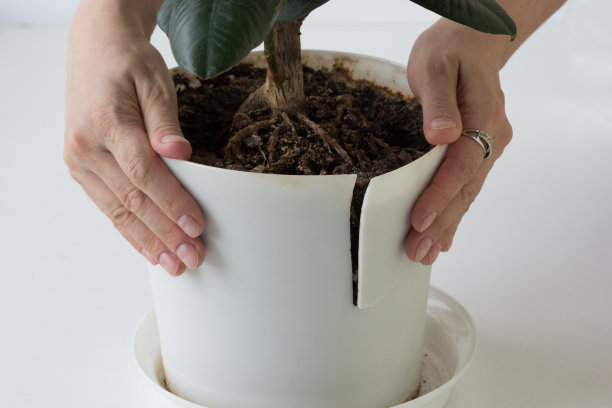 女人手拿破裂的塑料花盆，花根过大需要更换图片下载