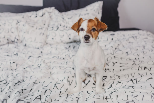 可爱的小狗坐在床上看着相机。宠物在室内图片下载