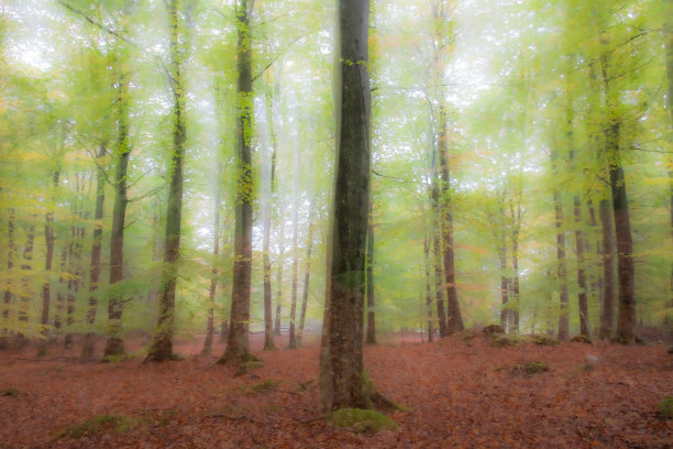 一个阳光明媚的夏日森林。抽象的照片。彩色纹理背景。长快门速度。图片下载