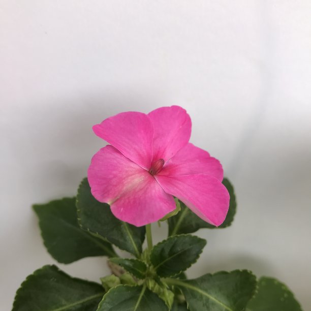 粉红凤仙花近距离拍摄图片下载