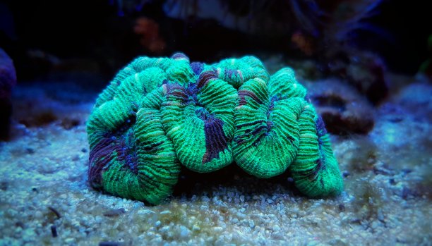 嘴叶折开脑内脂多糖珊瑚图片下载