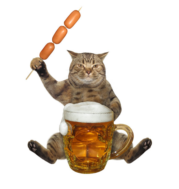 猫坐在香肠和一大杯啤酒图片下载