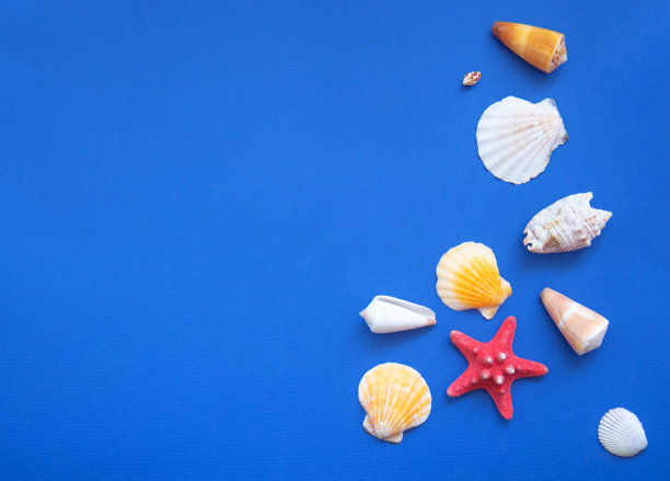 贝壳和海星图片下载