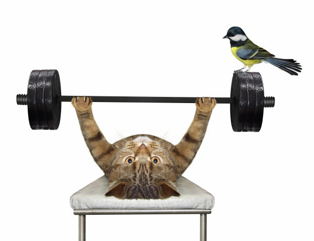 卧推猫运动2图片下载