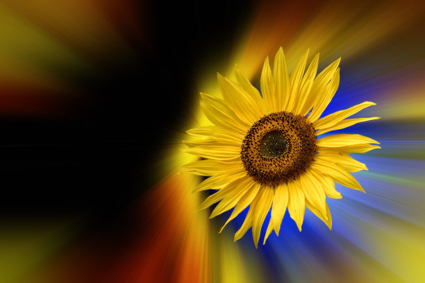 一束向日葵在彩色的抽象背景前图片下载
